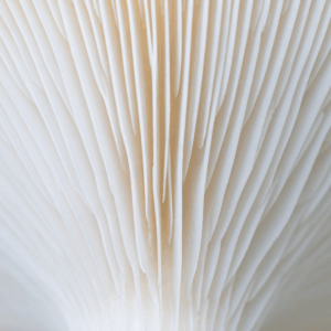 Mycelium 27 oktober