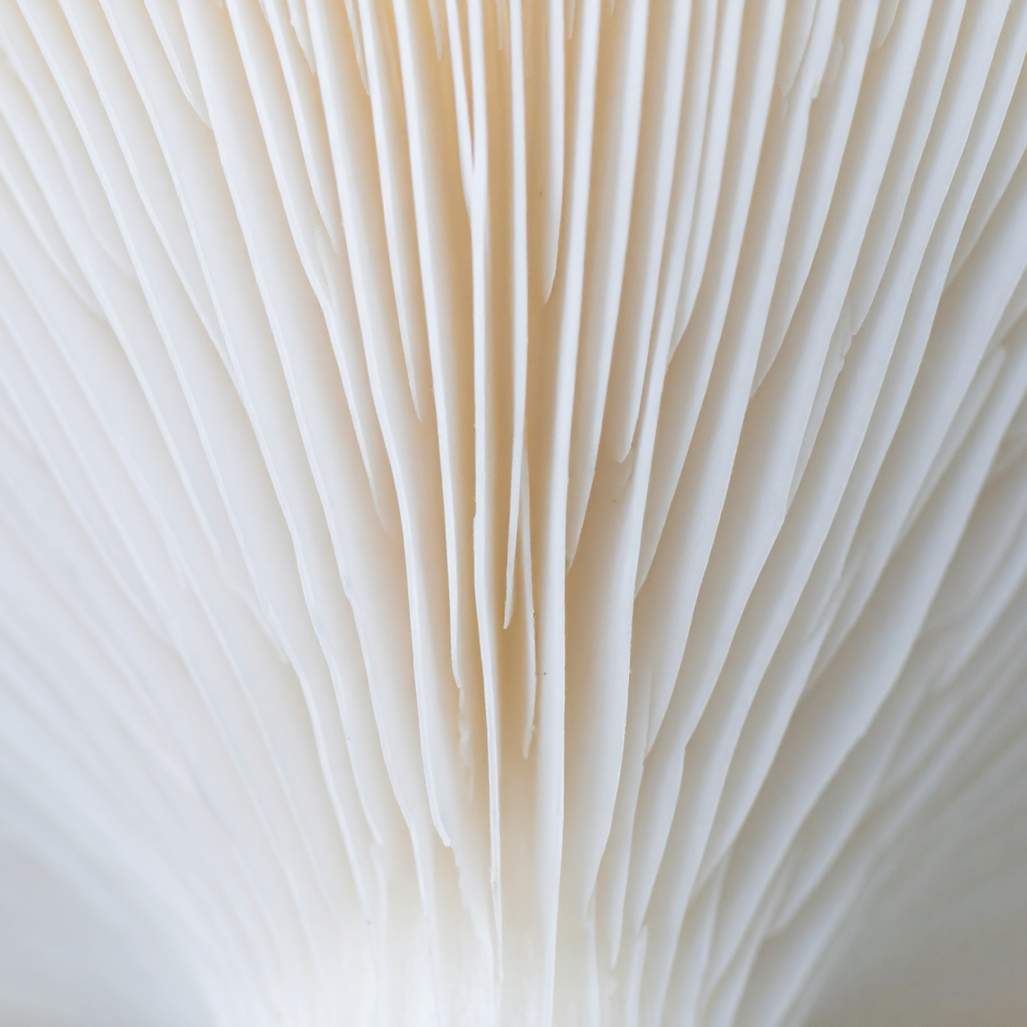 Mycelium 27 oktober